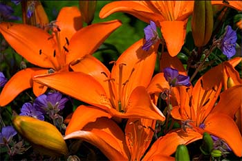 spring flower photography